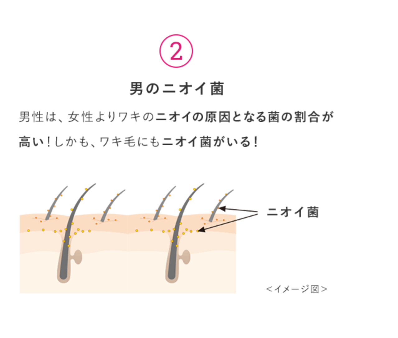 男のニオイ菌 男性は、女性よりワキのニオイの原因となる菌の割合が高い！しかも、ワキ毛にもニオイ菌がいる！