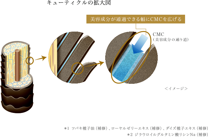 キューティクルの拡大図