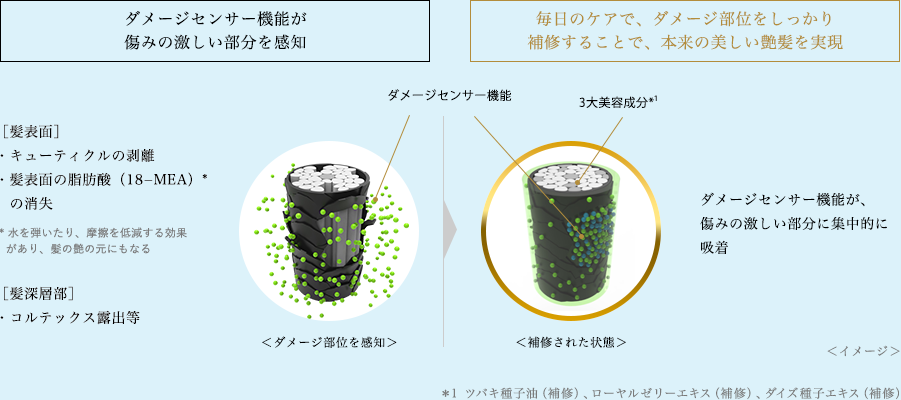 プレミアムクール＆リペアポンプセット（季節限定）｜ TSUBAKI