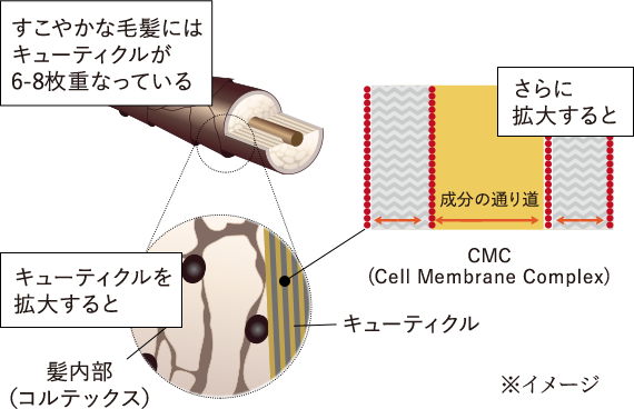 美容成分の通り道（CMC）を広げる