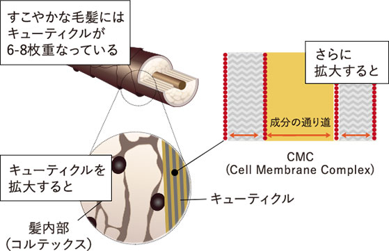 美容成分の通り道(CMC)を広げる